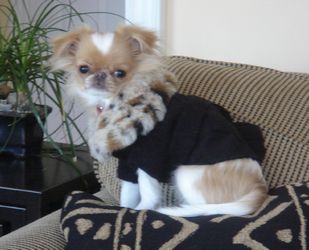 Layla in her fur coat