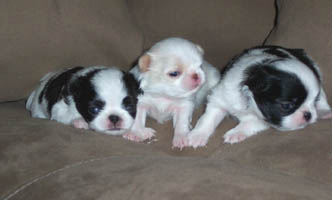 Ella x Kip puppies 20 days old!